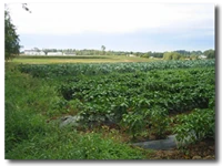 Gee Creek Farm Gee Creek Farm